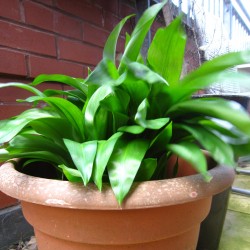 Ramslök Fröer (Allium ursinum) 3 - 2