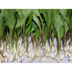Sementes de ALHO DOS URSOS, ALHO SELVAGEM (Allium ursinum) 3 - 3