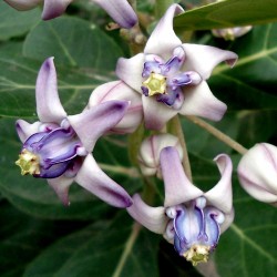 Kronenblume Samen - Heilpflanze (Calotropis gigantea) 2.35 - 11