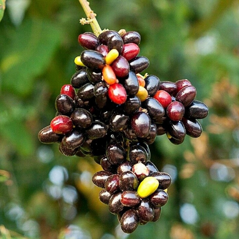 Sällsynta frukt - Rusty sapindus frukt frön (Lepisanthes rubiginosa) 4 - 6