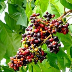 Σπάνιες - Rusty Sapindus Φρούτα Σπόροι (Lepisanthes rubiginosa) 4 - 5