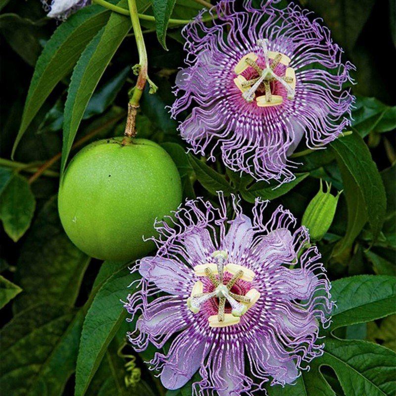 5pcs Passiflore plantes Passion fruits exotiques Graines grenadille pour le jardin à la maison 5 Passiflora incarnata 