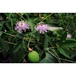Sementes de Passionflower roxo (Passiflora incarnata) 2.05 - 4