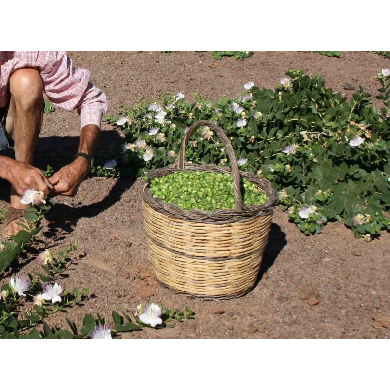 Caper bush, Flinders Rose Seeds (Capparis spinosa) | €1.95