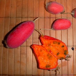 Sementes de Fruta Manchu (Thlandiantha Dubia) 3.75 - 1