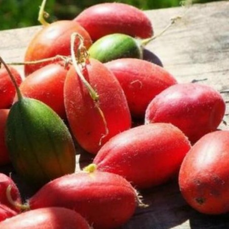 Manchu Tubergourd, Wild Potato Seeds (Thladiantha dubia) | €3.75