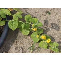 Wilde Kartoffel, Quetschgurke Samen (Thladiantha dubia) 3.75 - 3