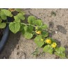 Manchu Tubergourd, Wild Potato Seeds (Thladiantha dubia) | €3.75