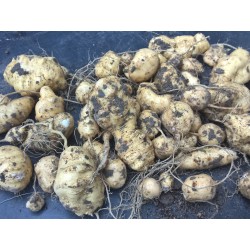 Manchu Tubergourd, Wild Potato Seeds (Thladiantha dubia) 3.75 - 4