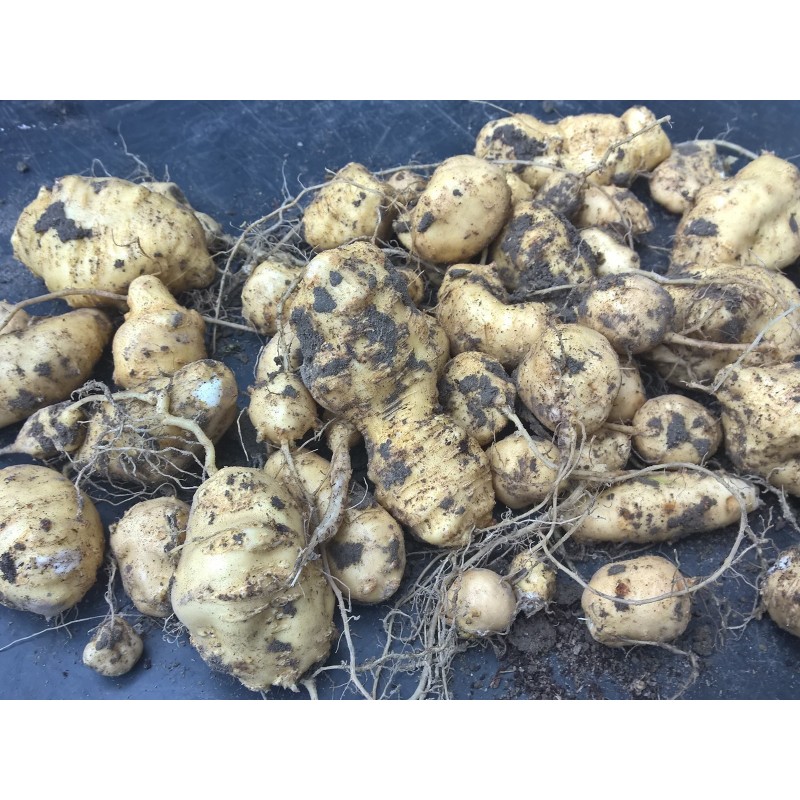 Manchu Tubergourd, Wild Potato Seeds (Thladiantha dubia) | €3.75