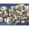 Manchu Tubergourd, Wild Potato Seeds (Thladiantha dubia) | €3.75