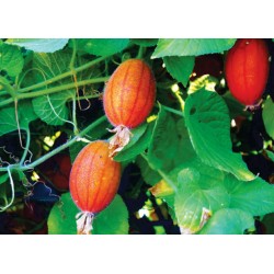 Sementes de Fruta Manchu (Thlandiantha Dubia) 3.75 - 5