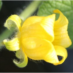 Berggurka Frön (Thladiantha dubia) 3.75 - 6