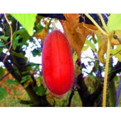 Sementes de Fruta Manchu (Thlandiantha Dubia) 3.75 - 7