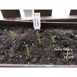Kashmiri Knoblauch Samen (Allium schoenoprasum) 1.85 - 4
