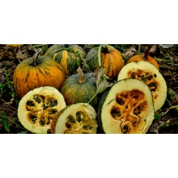Ελαιούχων σπόρων κολοκύθας - Γυμνή Σπόροι κολοκύθας Σπόροι 1.55 - 5
