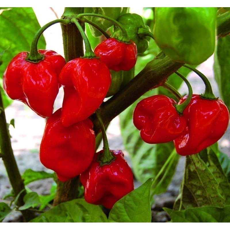 100 Seeds Habanero Red | €5.45