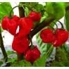 100 Seeds Habanero Red | €5.45