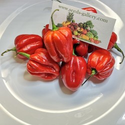 100 Σπόροι Τσίλι - πιπέρι Habanero Κόκκινο 5.45 - 2