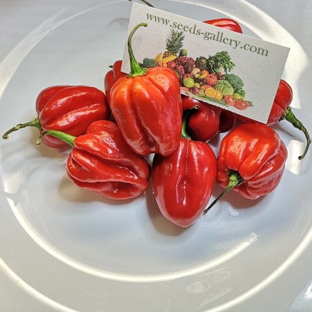 100 Seeds Habanero Red | €5.45