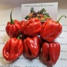 100 Seeds Habanero Red | €5.45