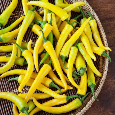 150+ Semillas Pimiento chili picante "Amarillo Feferona" | 2,85 €
