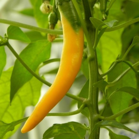 Serbian hot chilli 150+ Seeds "Yellow Feferona" | 2,85 €
