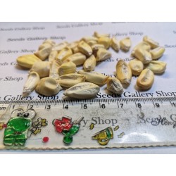 Giant Peruvian Chullpi Corn - Maiz Seeds 2.45 - 5