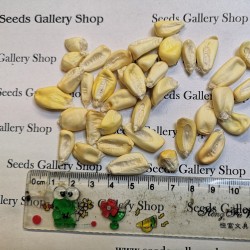 Giant Peruvian Chullpi Corn - Maiz Seeds 2.45 - 2