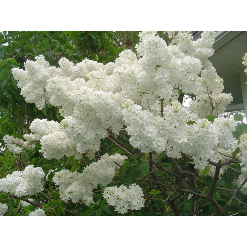 Lilac Seeds (Syringa vulgaris)