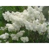 Graines de LILAS COMMUN ou LILAS FRANÇAIS