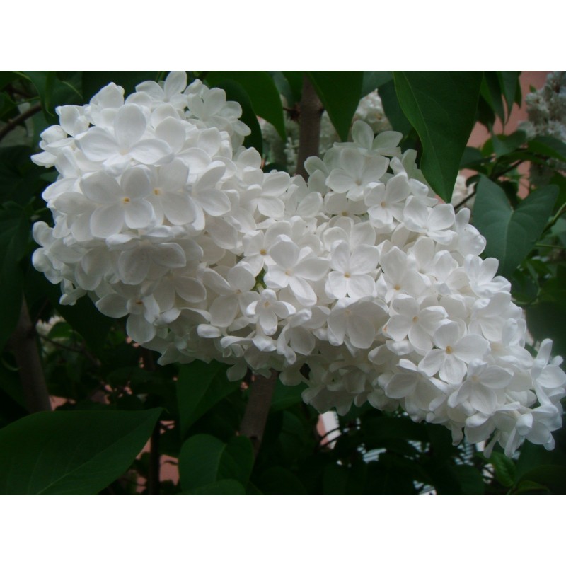 Lilac Seeds (Syringa vulgaris)