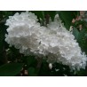 Lilac Seeds (Syringa vulgaris)