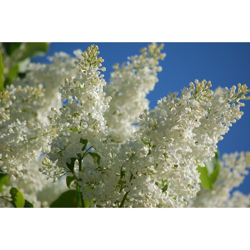 Lilac Seeds (Syringa vulgaris)