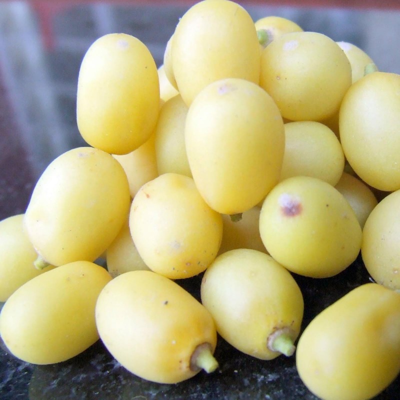 Niembaum Samen - Essbare Früchte 2.5 - 5