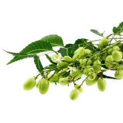 Niembaum Samen - Essbare Früchte 2.5 - 4