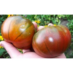 ARBUZNYI Big Green Tomatensamen 1.85 - 4