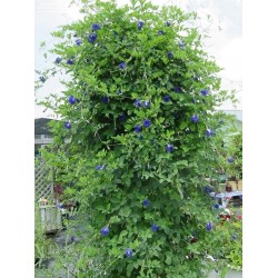 Butterfly Pea, Blue Pea Vine Seeds 2.65 - 3