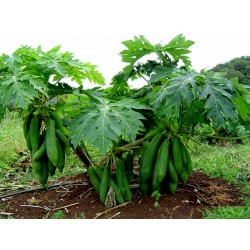 Sementes de Anão Mamão Longo "KAK DUM" (Carica Papaya) 3 - 10