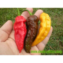 Σπόροι Bhut Jolokia Τσίλι - πιπέρι