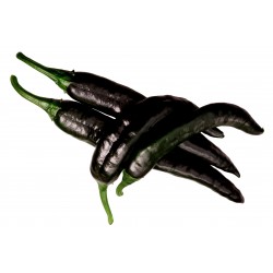 Pasilla Bajio Frön Black Chili (Capsicum annuum) 1.95 - 6