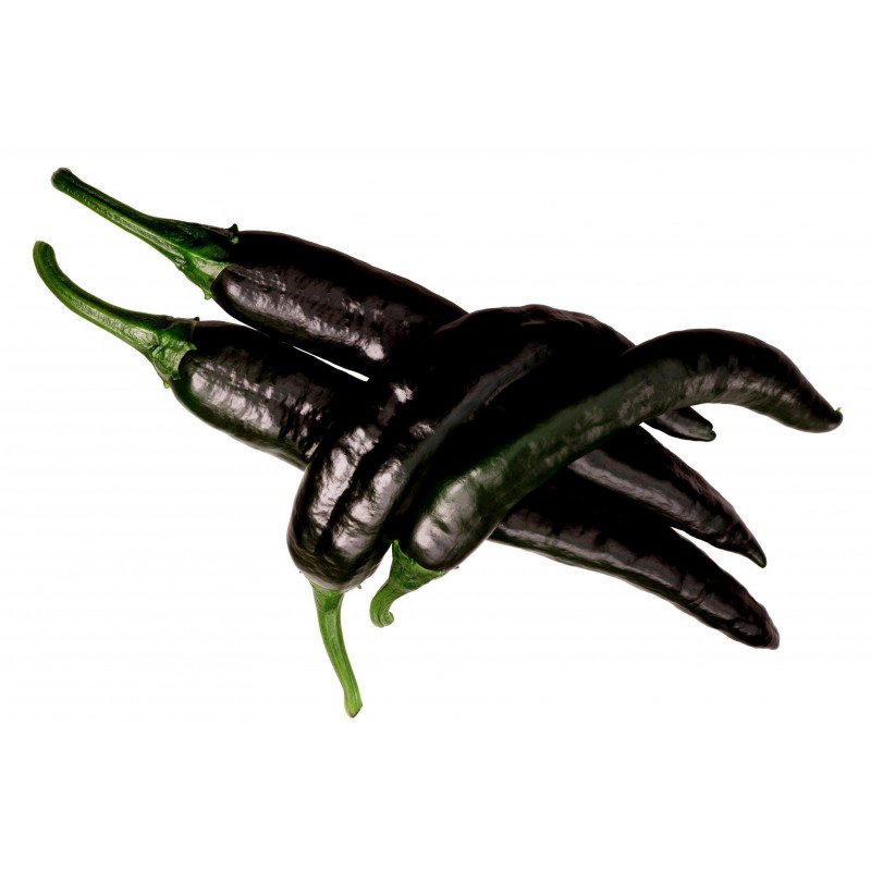Pasilla Bajio Frön Black Chili (Capsicum annuum) 1.95 - 6