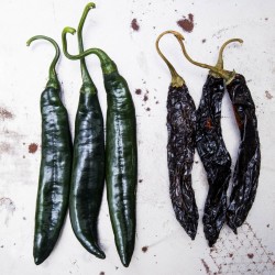 Pasilla Bajio Frön Black Chili (Capsicum annuum) 1.95 - 4