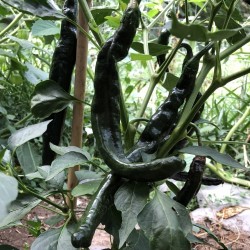 Pasilla Bajio Frön Black Chili (Capsicum annuum) 1.95 - 5