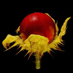 Litchi Tomato Seeds (Solanum sisymbriifolium) 1.8 - 8