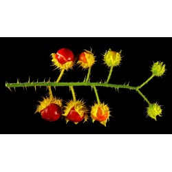 Litchi Tomato Seeds (Solanum sisymbriifolium) 1.8 - 9