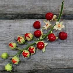 Litchi Tomatensamen - Lulita (Solanum sisymbriifolium) 1.8 - 3