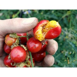 Λίτσι ντομάτας - Litchi σπόρων (Solanum sisymbriifolium) 1.8 - 10