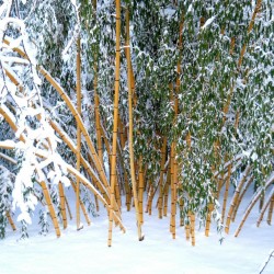 Madake Jätte Bambu Fröer (Phyllostachys bambusoides) 1.95 - 2