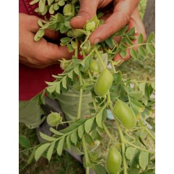 Chickpea Seeds (Cicer arietinum) 1.85 - 3